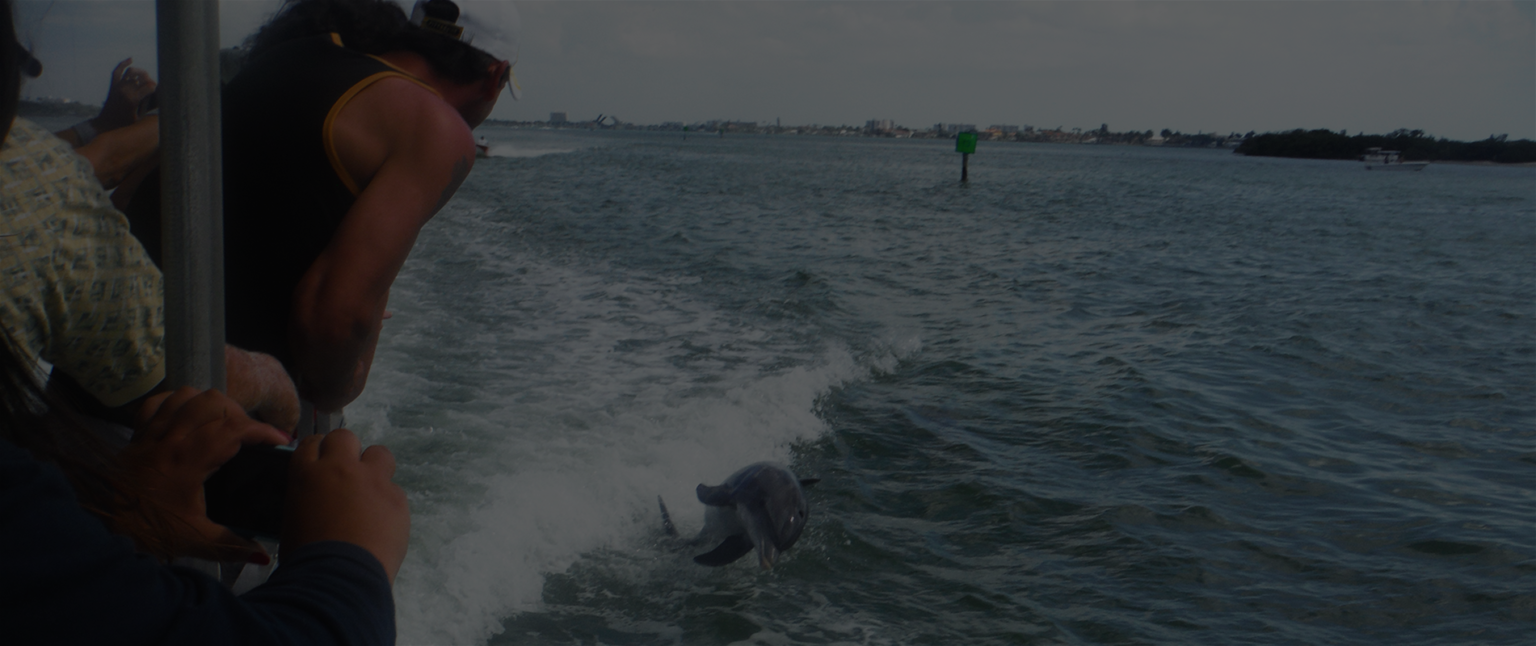 Hubbard’s marina dolphin watching nature cruise and eco tour