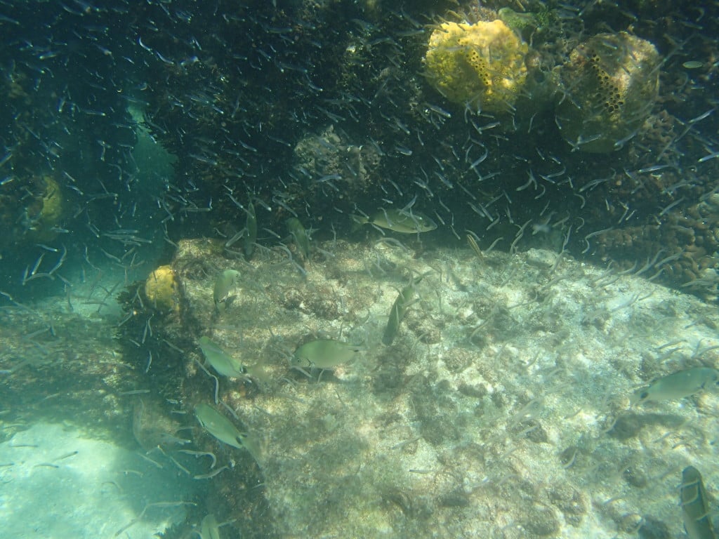 Snorkeling Tour Hubbard's Marina Deep Sea Fishing Dolphin