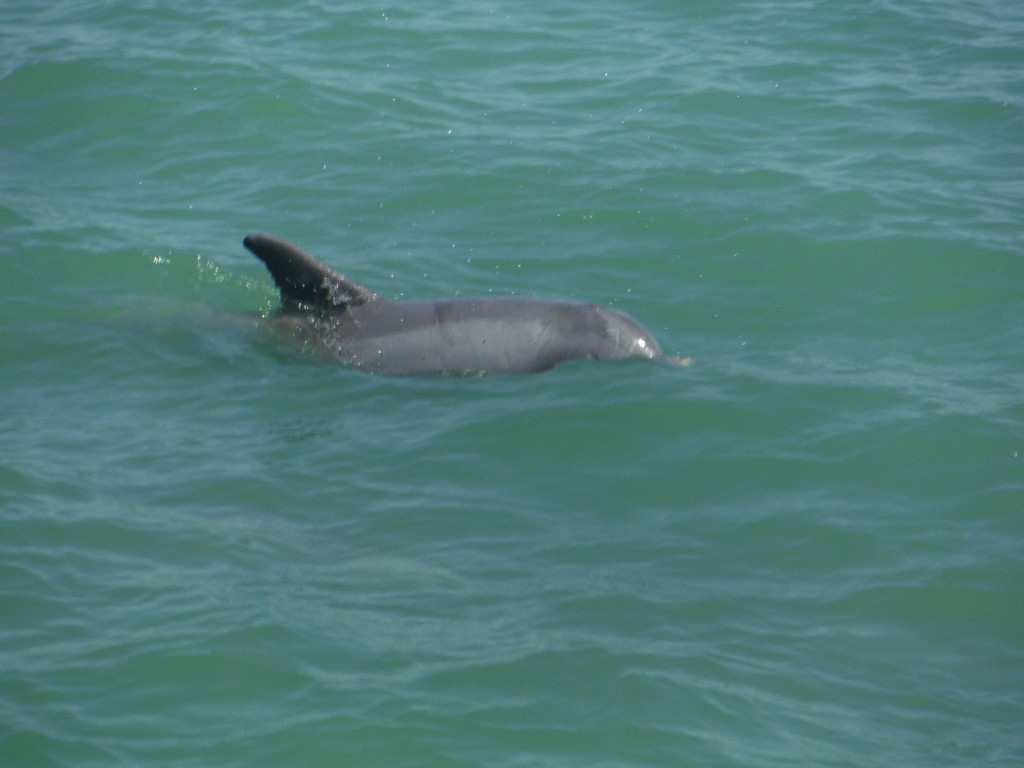 dolphin tours johns pass