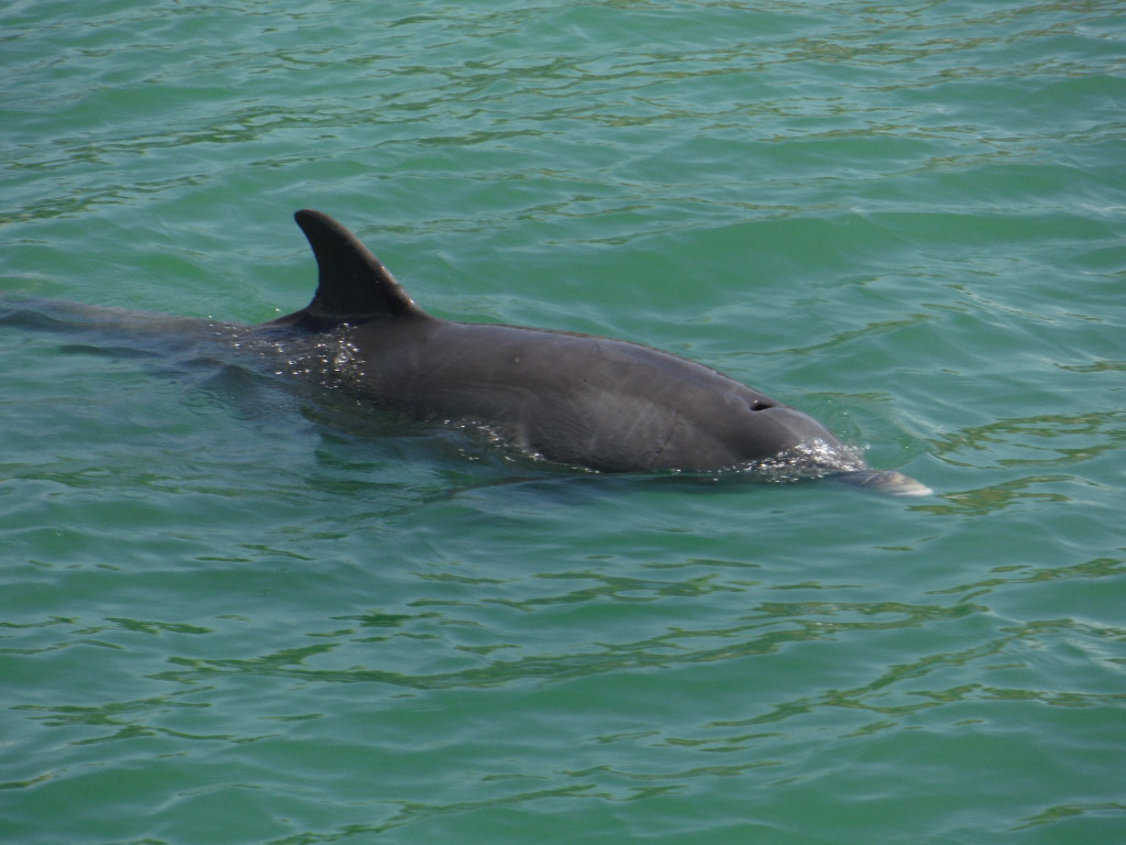 Dolphin Watching Cruise - Johns Pass, Florida | Hubbard's Marina