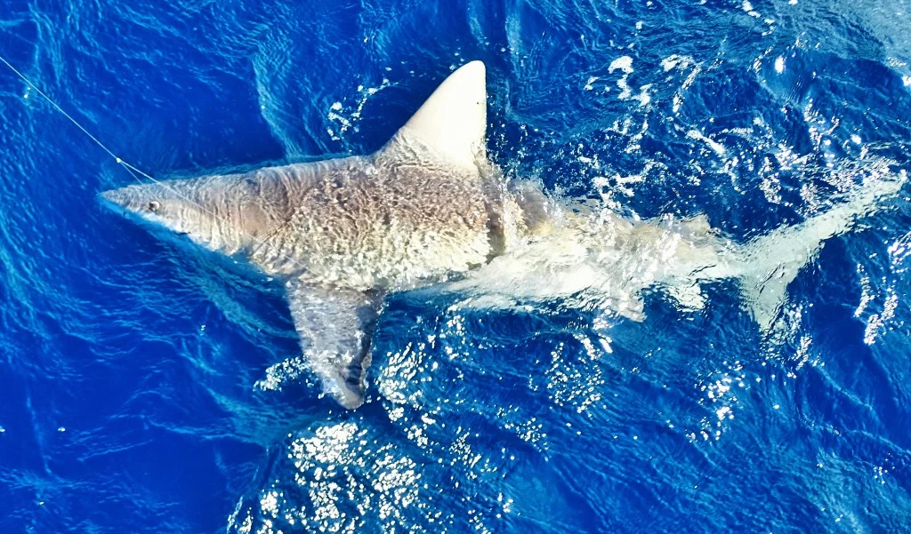 5 Hour Trophy Shark Trip, Hubbard's Marina, John's Pass