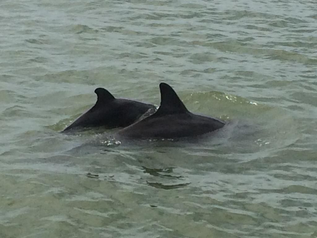 dolphins unposted (32)