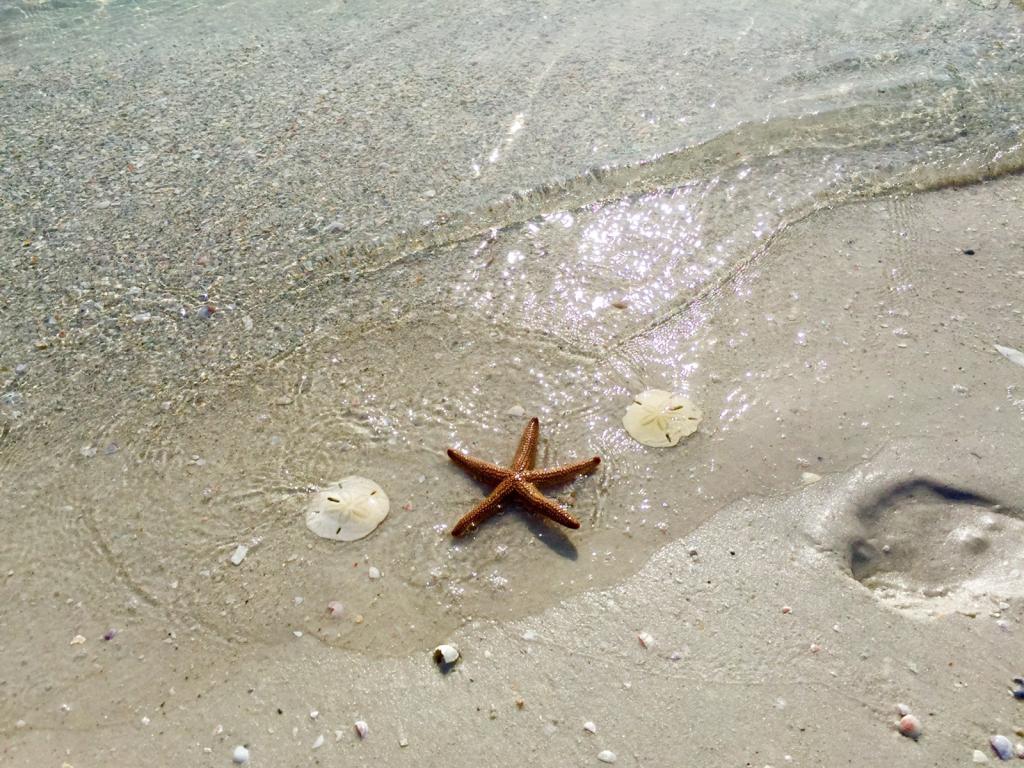 Shell Key  Explore this Florida Island and Sheller's Paradise 