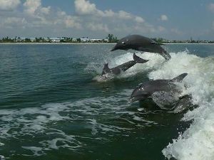 dolphins jumping behind boat in wake billy gilmartin