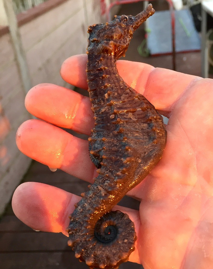 Captain Jack's Dolphin Corner - BIG seahorse that was found cold stunned, we warmed him up and released him alive in the back bays near the mangroves