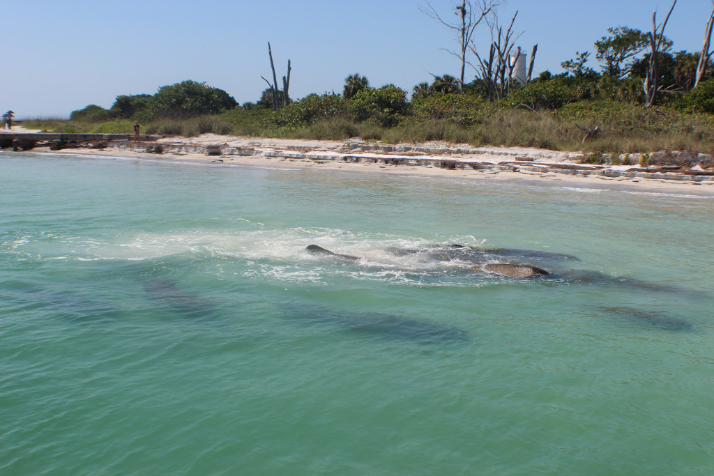 Captain Jacks Dolphin corner - Manatees are showing up at Egmont key and around the beaches the water temps are climbing back up