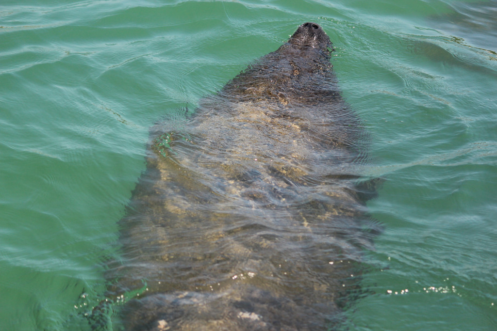 Captain jack's Dolphin corner - The manatees have returned to the local area around Johns Pass and Hubbard's Marina