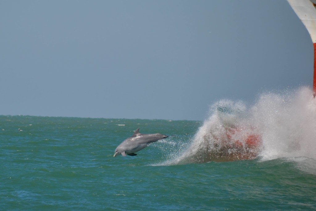 Captain jacks dolphin corner photo- Dolphins jumping out of the wake in front of a returning ship at egmont key