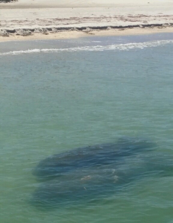 Manatees cruising down the beaches are a regular site this time of year on our 3 hour shelling trip to shell key and the Egmont key ferry from fort de soto