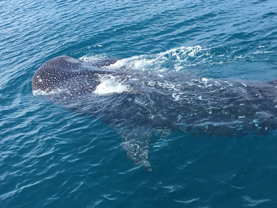 A large 50ft whale shark cruised past the private charter the other day aboard the HUB at Hubbard's Marina PHOTO BY-Joseph E Stein III