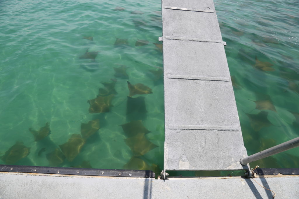 Big school of rays cruising by our ferry boat as it runs guests between Fort DeSoto's bay pier and the beautiful island paradise we call Egmont Key