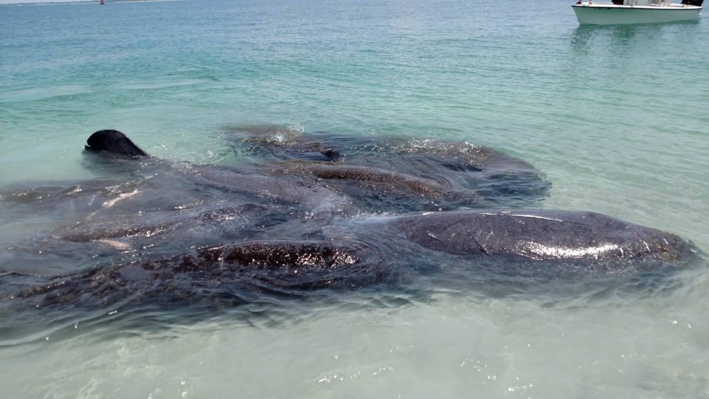 Large herd of Manatee hanging out in the shallows along Egmont Key recently spotted by a ferry boat guest Chris Branson