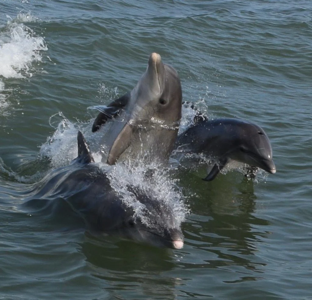 Dolphin Watching Cruise