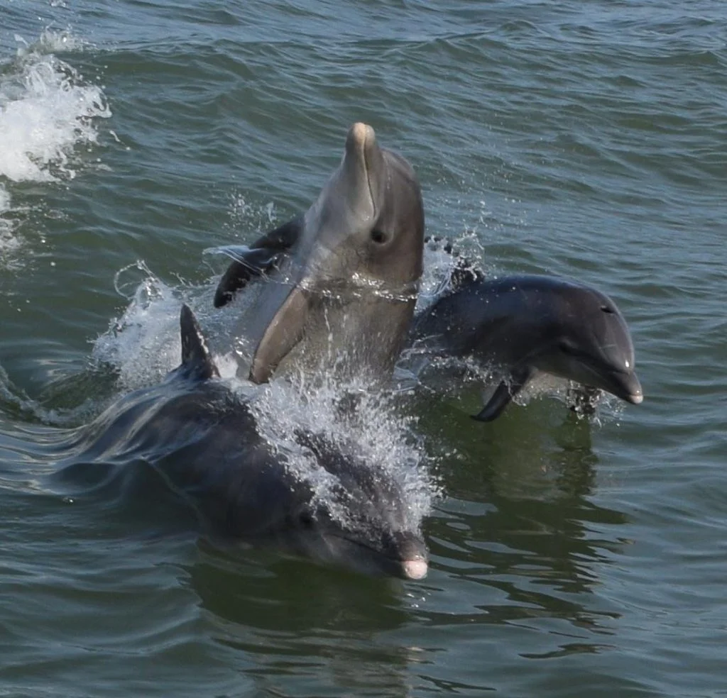 Nothing beats the views offered during a relaxing cruise with Hubbard's Marina we have dolphin watching nature cruise and eco tours, shelling cruises, sunset tours, and even island ferry