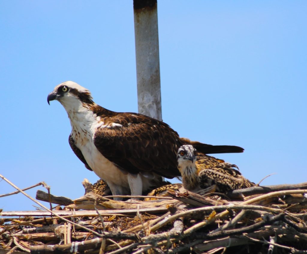 Osprey with it's baby spotted while cruising around Egmont Key island on the Tampa Bay ferry ran by Hubbard's Marina that runs daily to the island from Fort DeSoto park