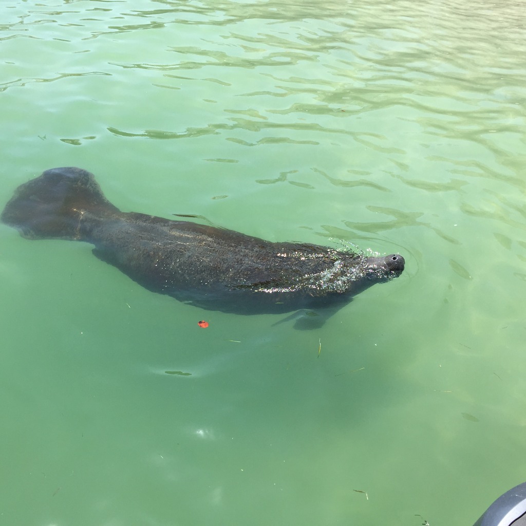 The manatees have been showing up all over the local area, this guy came to visit us at Hubbard's Marina while loading a dolphin watching nature cruise and eco tour