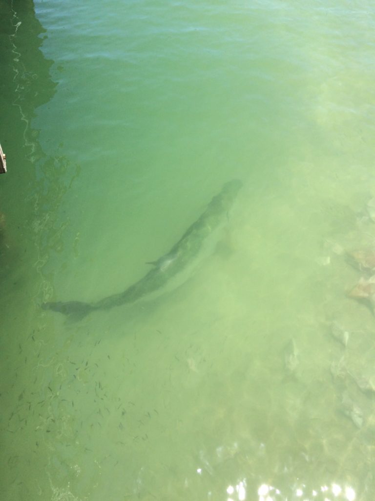 The tarpon have been rolling and cruising Johns Pass often lately