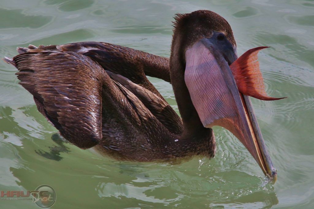 Hubbard's Marina Fishing Report - Image - Brown Pelican