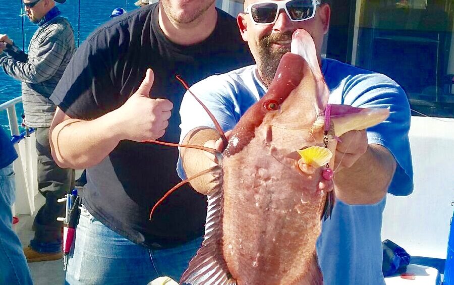 Monster Hog Fish caught By Hubbard's Marina in Johns Pass, FL