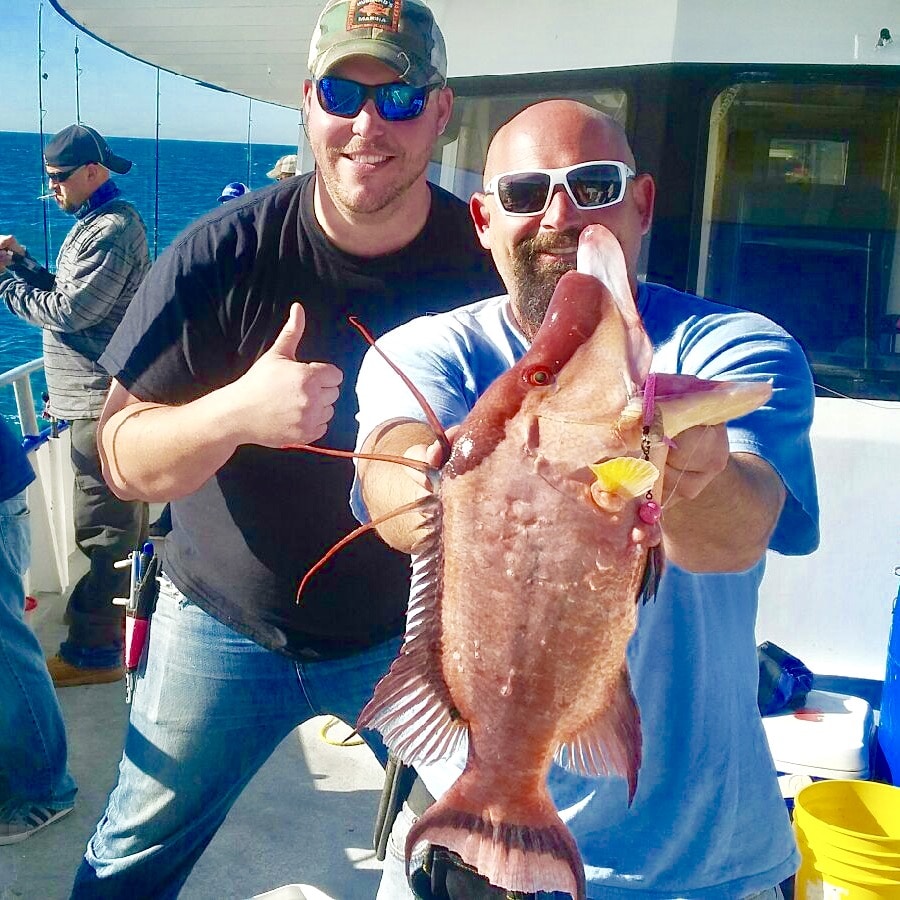 Monster Hog Fish caught By Hubbard's Marina in Johns Pass, FL