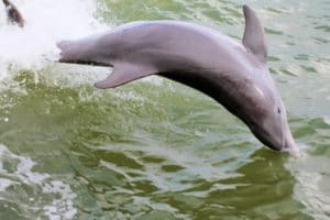 Playful Dolphins Around Hubbard's Marina Inside Johns Pass, FL