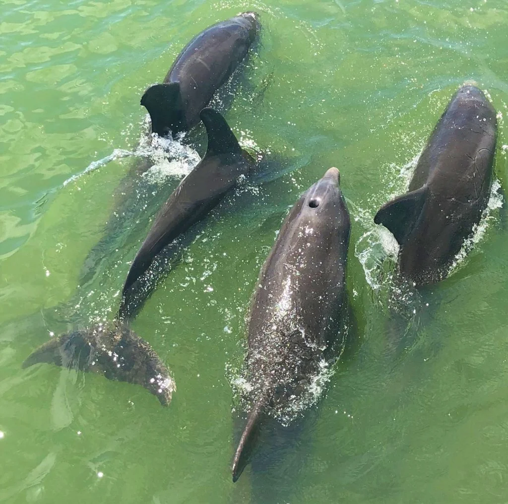 Dolphin Watching Cruise