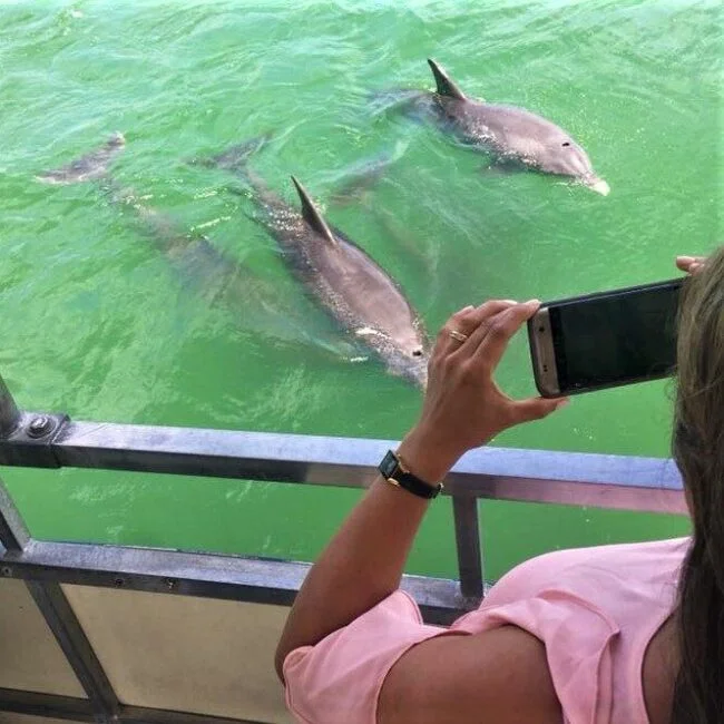 Dolphin Watching Cruise