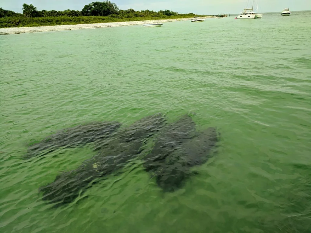 Manatees back at egmont key and surrounding areas, seeing them at shell key too!