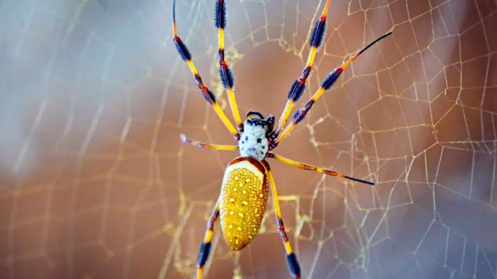 Banana-spider-on-web-1296x728-body-1296x728
