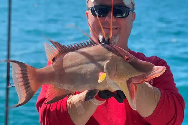 NEAR SHORE - hogfish (7)