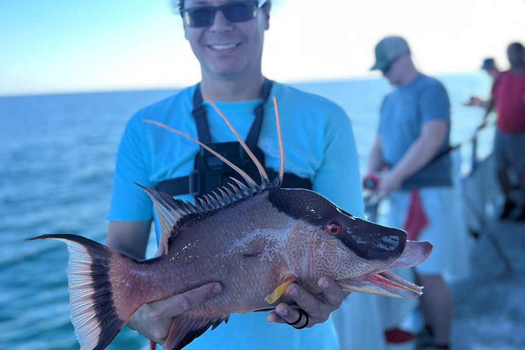 NEAR SHORE - hogfish (7)