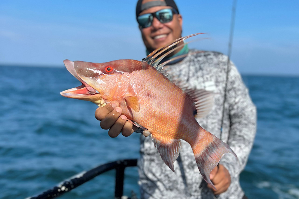 NEAR SHORE - hogfish (7)