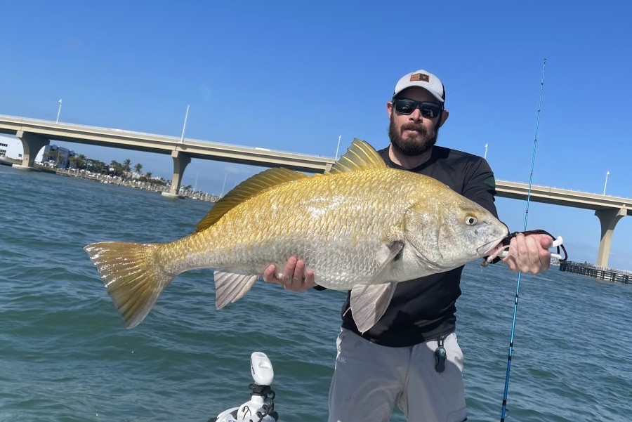 INSHORE - black drum 2