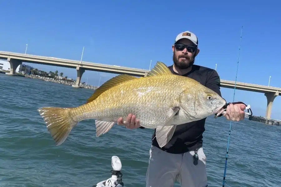 INSHORE - black drum 2