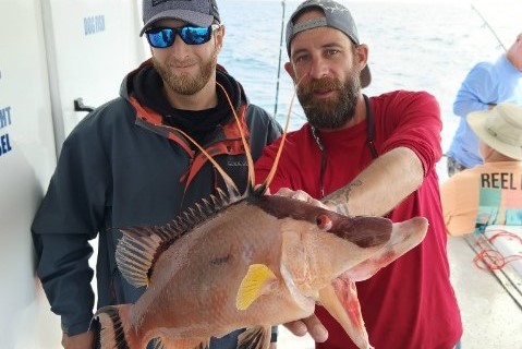 NEAR SHORE - hogfish (10)