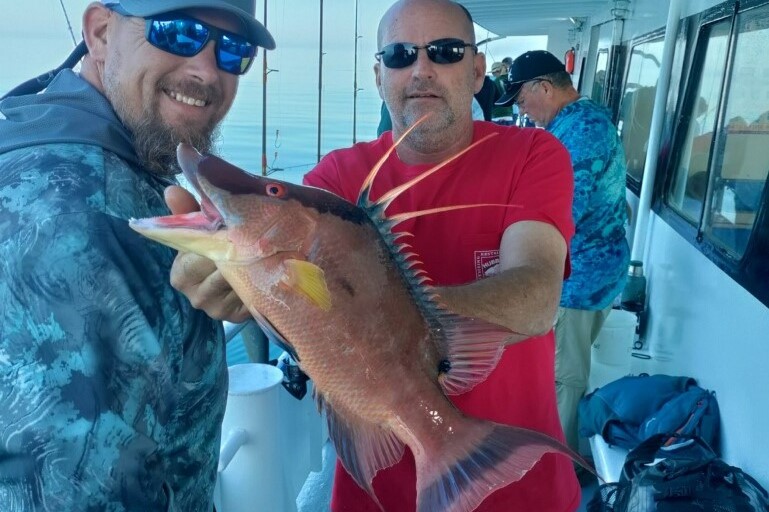 NEAR SHORE - hogfish (3)