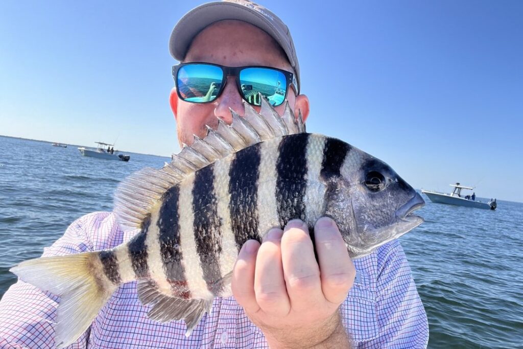 INSHORE - sheepshead (1)