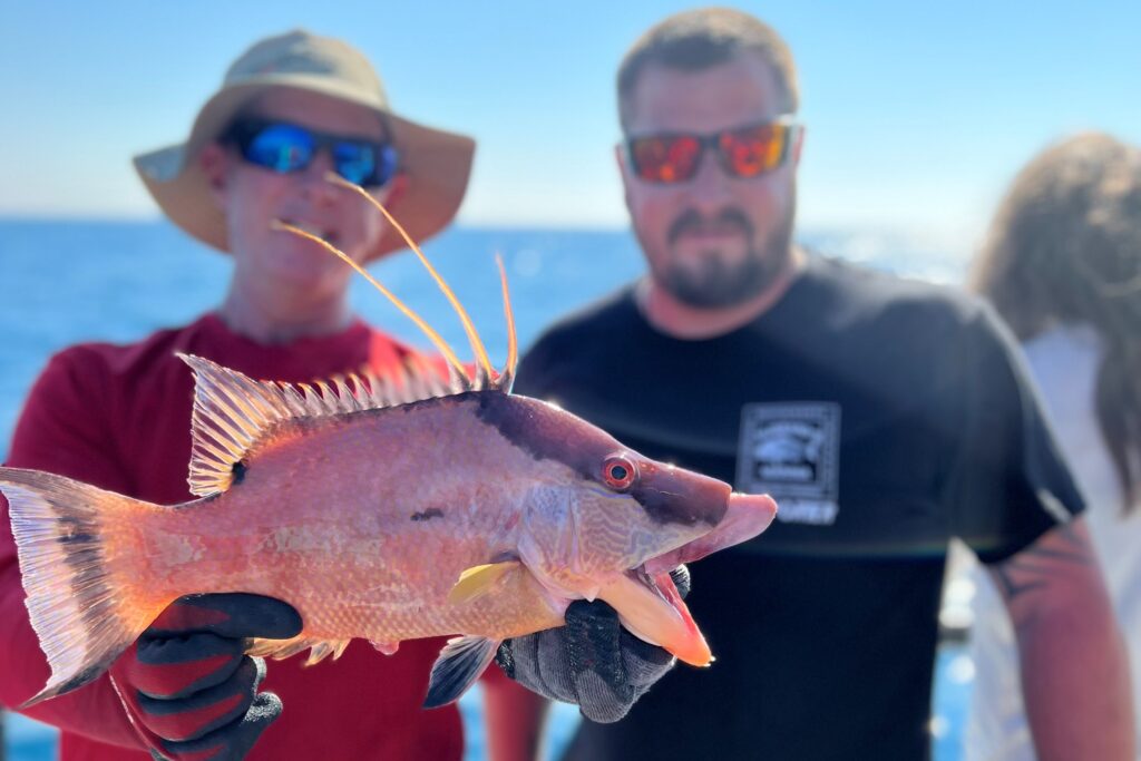 NEAR SHORE - hogfish (3)