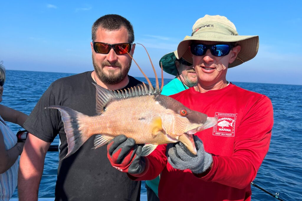 NEAR SHORE - hogfish (4)