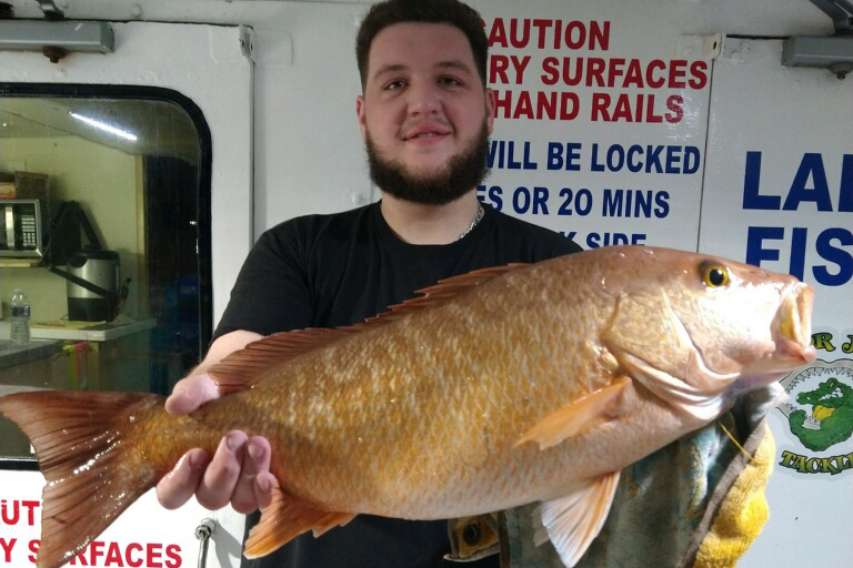 Mangrove Snapper (1)