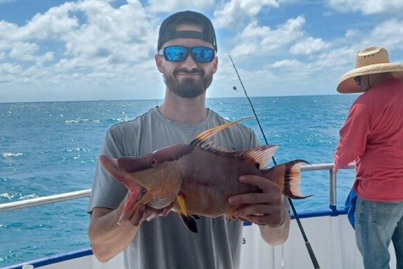 Hogfish (1)