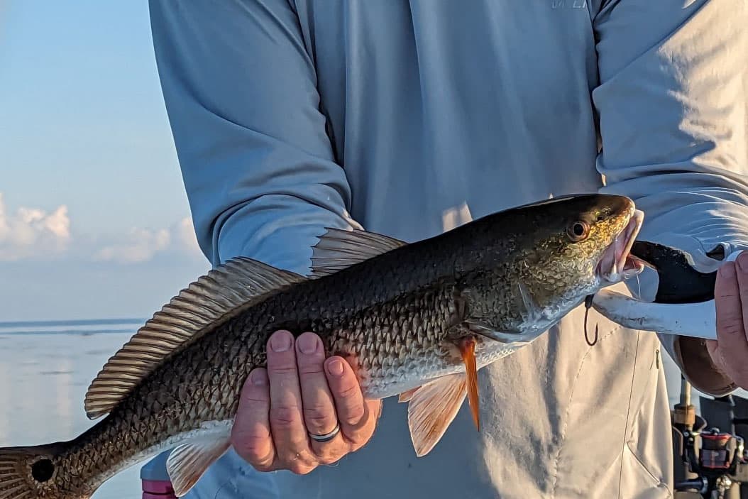 IINSHORE-REDFISH3