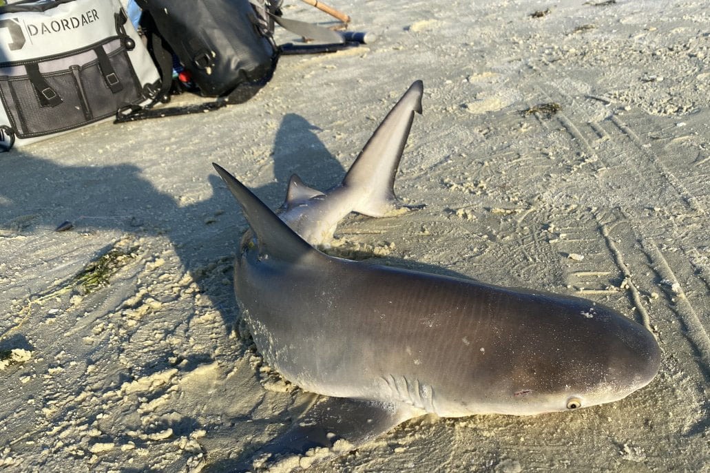 INSHORE-BLACKTIP