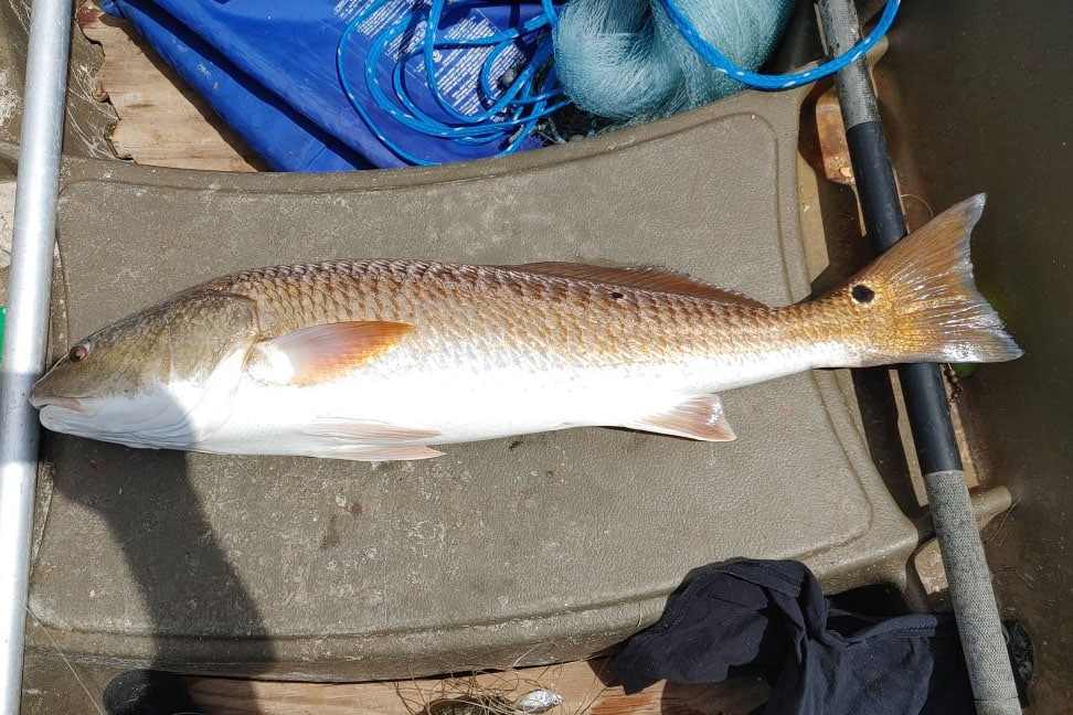INSHORE-REDFISH