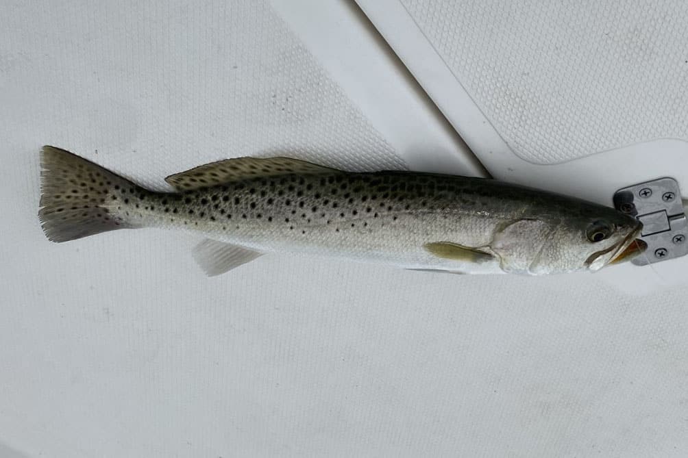INSHORE-TROUT