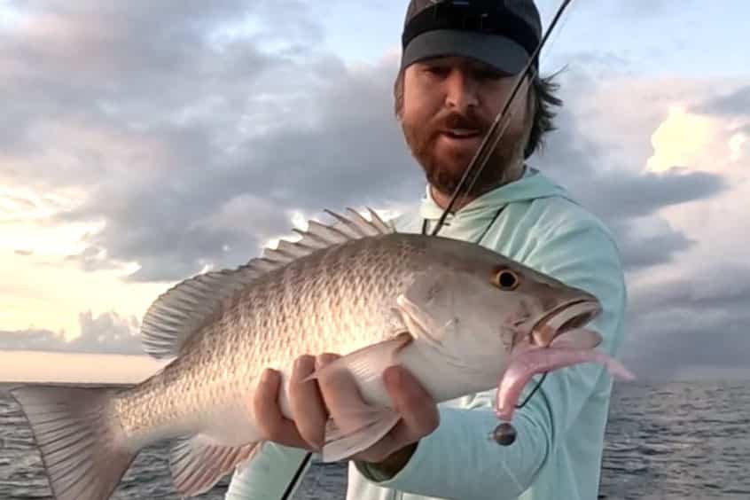 INSHORE - mangrove snapper