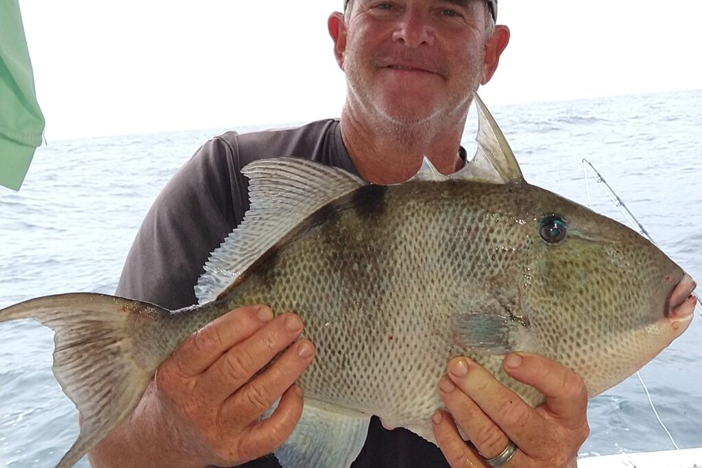 OFFSHORE - triggerfish (1)
