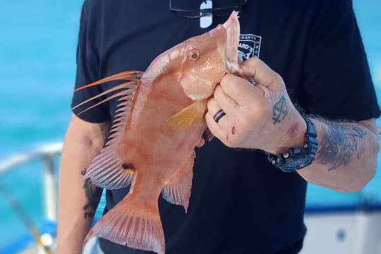 nearshore-hogfish (6)