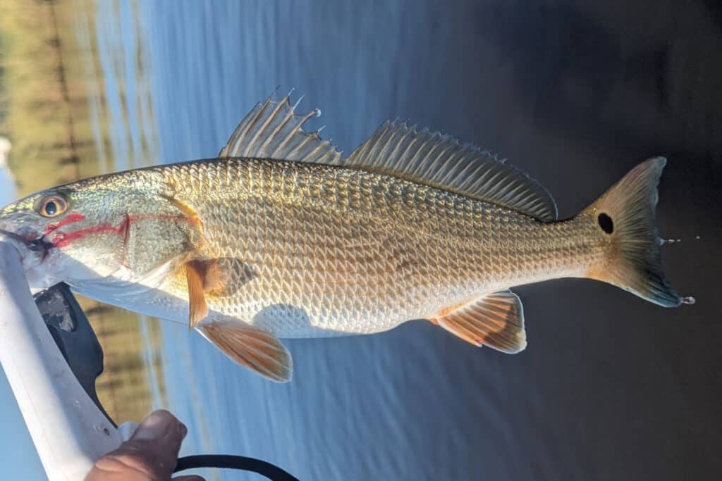 redfish