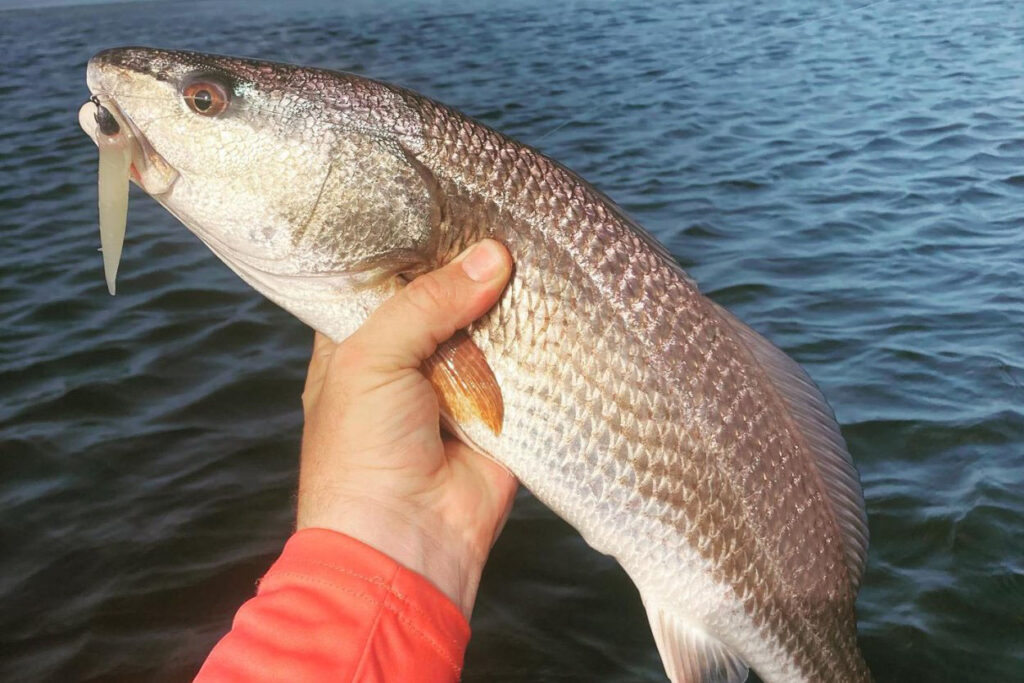 INSHORE-REDFISH7